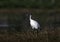 Black headed ibis