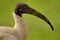 Black headed Ibis