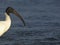 Black-headed Ibis - after a dip