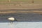 Black headed ibis feeding