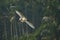 Black headed ibis on flight going to land