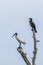 Black-headed Ibis and Indian cormorant in Pottuvil, Sri Lanka