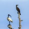 Black-headed Ibis and Indian cormorant in Pottuvil, Sri Lanka