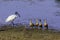 black-headed ibis and lesser whistling duck