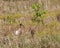 A Black Headed Ibis looking for food