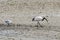 Black-headed Ibis looking for sea worms at low tide