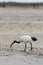 Black-headed Ibis looking for sea worms at low tide