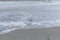 Black headed laughing gull in foamy surf on the shoreline