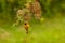 Black-Headed male weaver Ploceus melanocephalus, also known as yellow-backed weaver perched on an acacia tree branch in front of