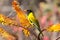 Black-headed oriole sitting on yellow aloe catch bees.