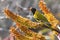 Black-headed oriole sitting on yellow aloe to catch bees.