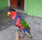 the black-headed parrot from Papua was standing on the wood in front of the house