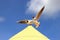 Black headed sagull chasing another seagull away