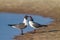 Black headed sea gulls in mating behavior