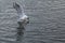 Black headed seagull, Chroicocephalus ridibundus, diving for food on the water surface of a lake