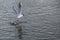 Black headed seagull, Chroicocephalus ridibundus, diving for food on the water surface of a lake