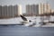 Black-headed seagull flies over city river