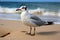 Black headed seagull graces beach, sea, and sand in coastal elegance