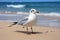 Black headed seagull graces beach, sea, and sand in coastal elegance