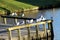 Black headed seagull on pier