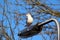 Black headed seagull pole