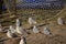 Black headed seagulls on the beach