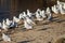 Black headed seagulls on the beach