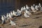 Black headed seagulls on the beach