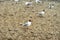 Black-headed seagulls standing on dry wetlands with sand in a wetland flooding area