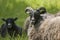 Black-headed sheep resting and ruminating