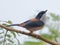Black Headed Shrike Babbler Male