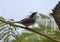 Black headed shrike babbler, male, Pteruthius rufiventer, Mishmi Hills, India