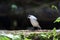 Black-headed Sibia in Dalat, Vietnam