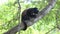 Black-headed spider monkey (Ateles fusciceps) eating banana perched on a tree