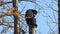 The black-headed spider monkey, Ateles fusciceps is a species of spider monkey