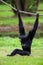 Black-headed Spider Monkey hangs on a rope in a German park