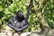 Black-headed spider monkey sitting on ground