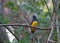 Black-headed Trogon