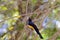 Black-headed Trogon  837802