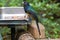 Black-headed Trogon at bird feeder