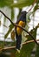 Black-headed Trogon on a branch