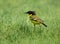 Black headed wagtail with mane.