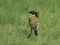 Black headed wagtail with mane.