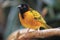 Black-headed weaver