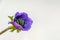 Black hearted purple blooming Anemone plant from close