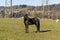 black heavily soiled horse standing on a green meadow with turned head  in the background you can see power poles and a white