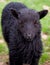 Black Hebridean lamb