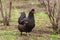 Black hen in the garden. Agricultural time. Livestock and poultry