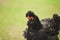 Black hen on a green background. Agricultural time. Livestock and poultry