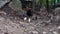 Black Hen with Newly Hatched Chicks Walking Looking for Food in Yard